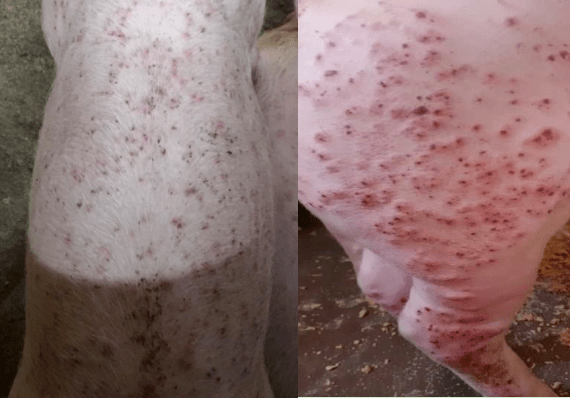 关于夏季猪皮肤湿疹的临床分析