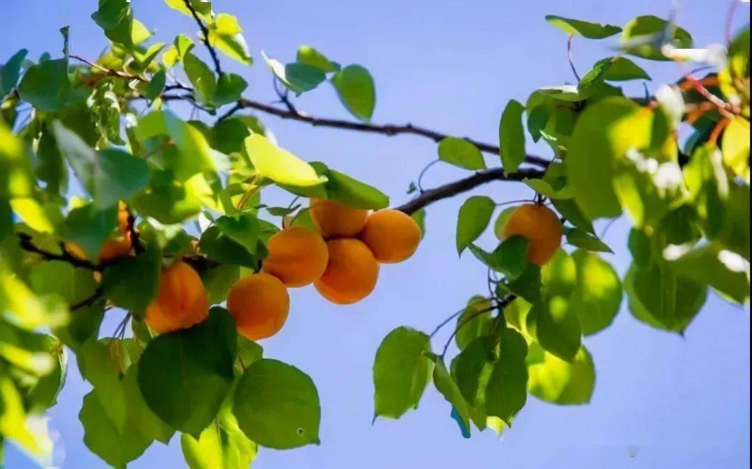 尉氏杏儿熟了又到麦子成熟季再忆儿时摘杏时