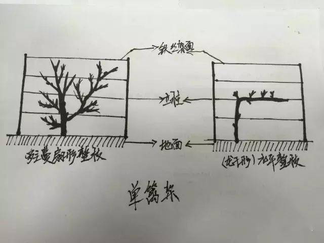 葡萄各种架型介绍手绘版