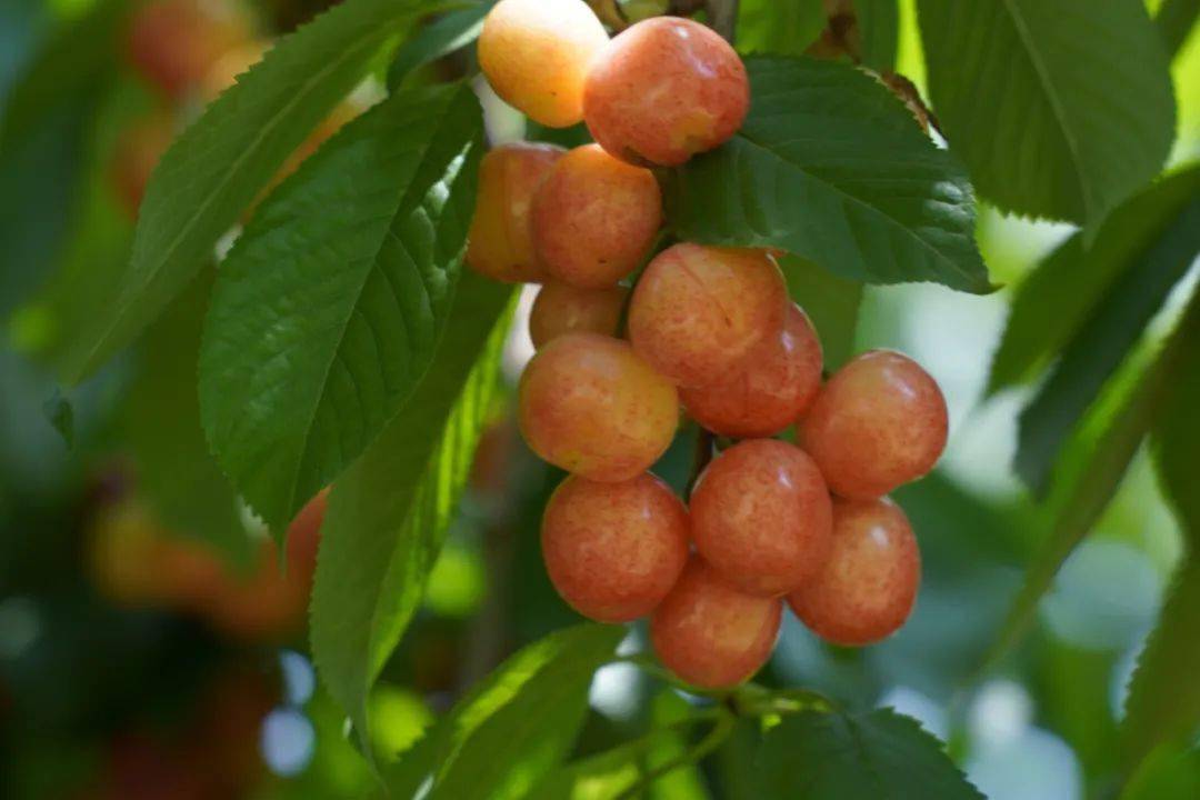 "大樱桃"成鱼洞村致富的"金果子"