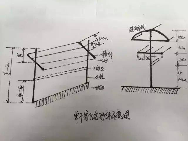 葡萄平棚架结构图图片