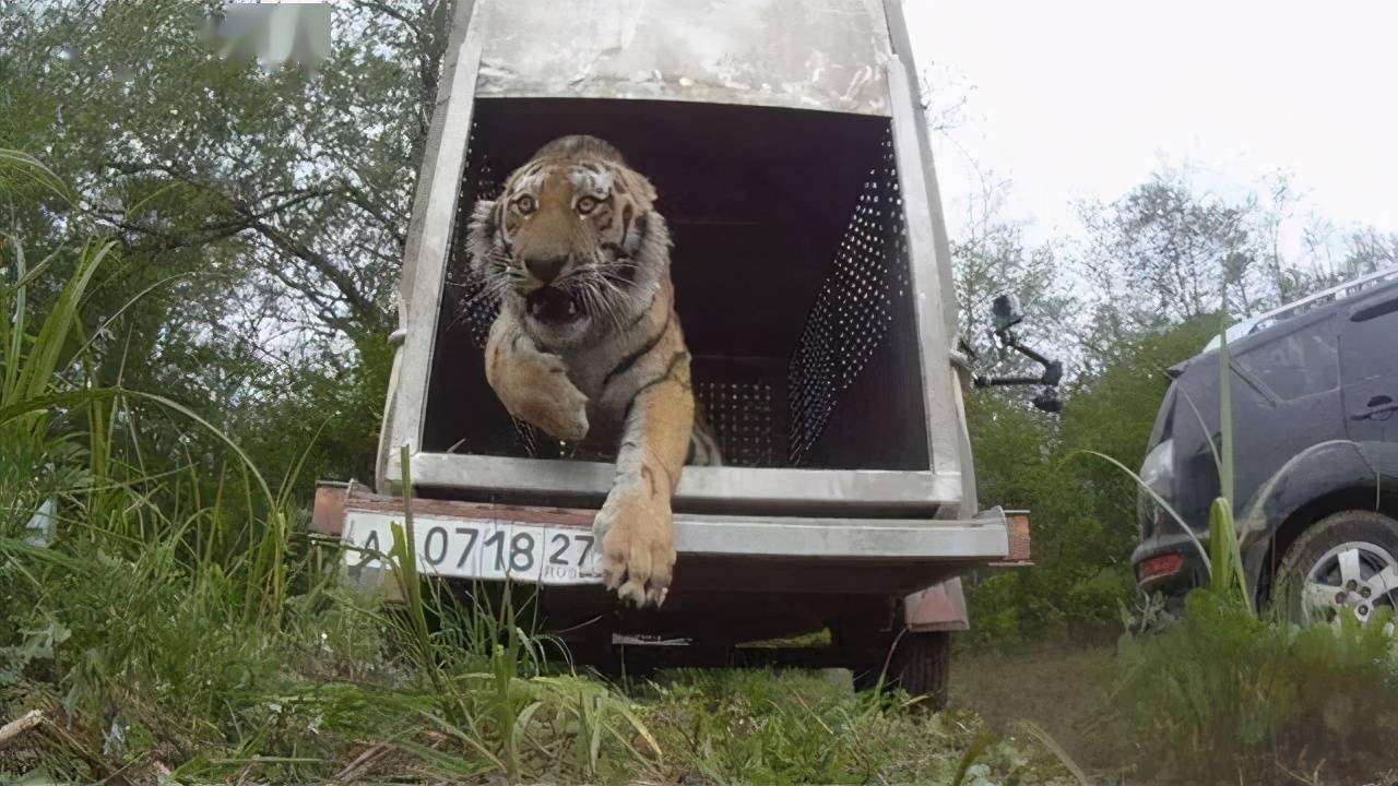 连续中了5枪麻醉针后,这条200多公斤重的进村伤人的东北虎才被完全