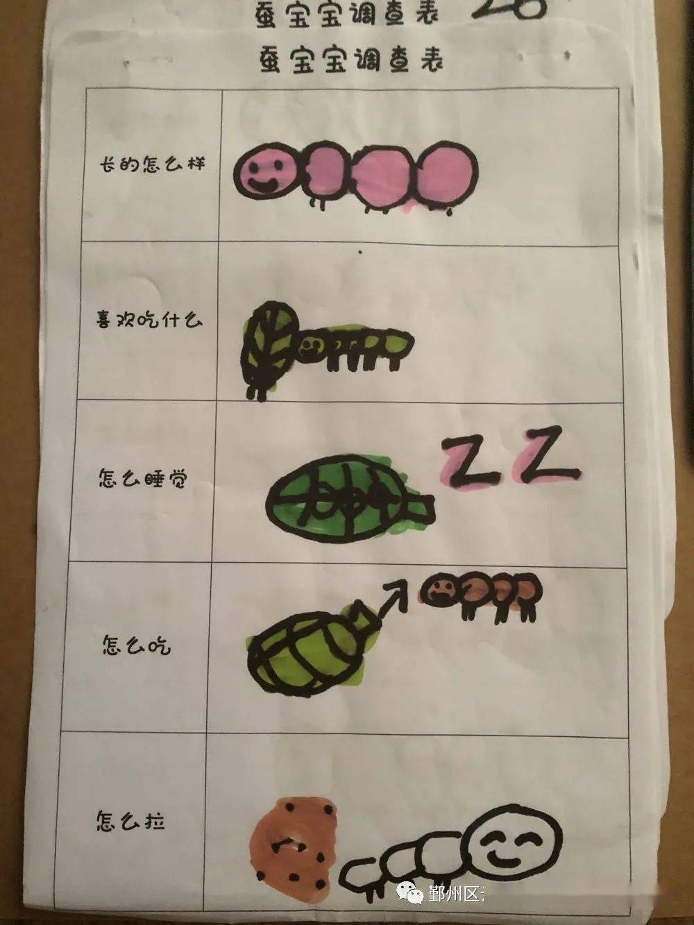 孩子们纷纷的讨论着,也对蚕宝宝展开了一系列的调查和发现,探秘蚕宝宝