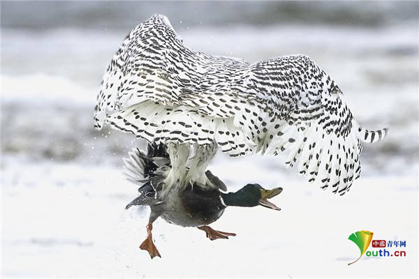 画面精彩纷呈美国雪鸮猎食野鸭快准狠