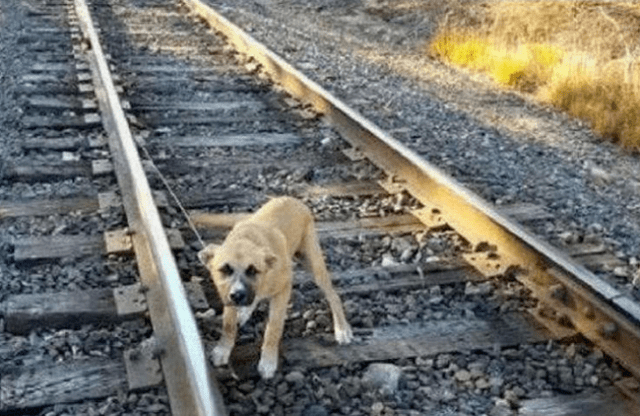 狗狗被恶意拴在铁轨上不停吠叫情绪激动火车到来瞬间发生奇迹
