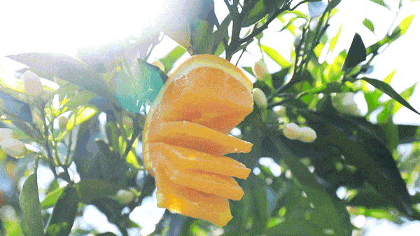 600_337gif 动态图 动图