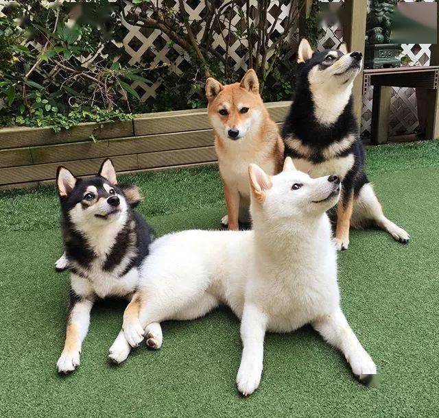 柴犬,作为日本的本土犬种,一直深受日本大众的喜爱.