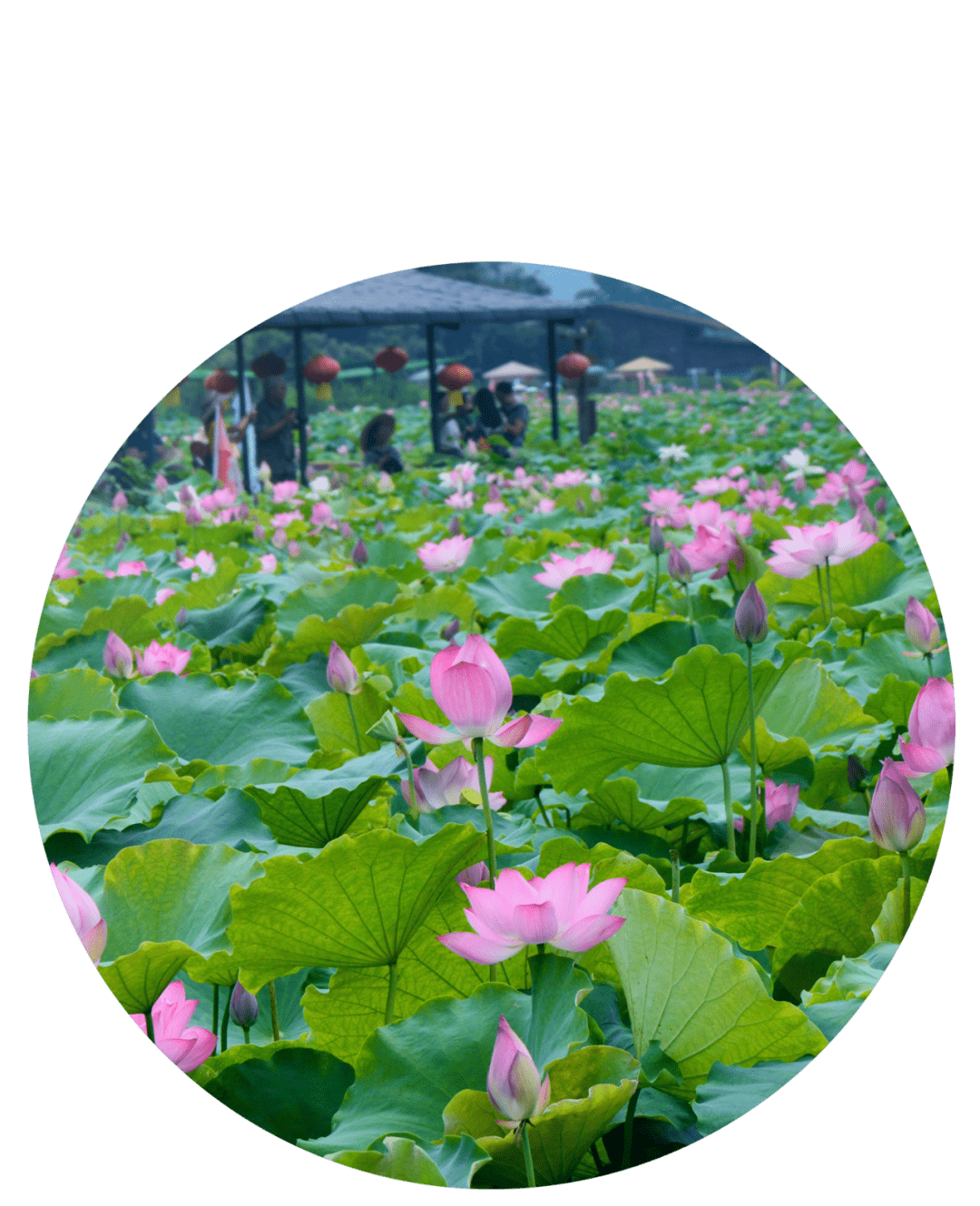 【九龙小镇荷花节5月29日出发-纯玩99元/人】一价全包一天游,九龙小镇