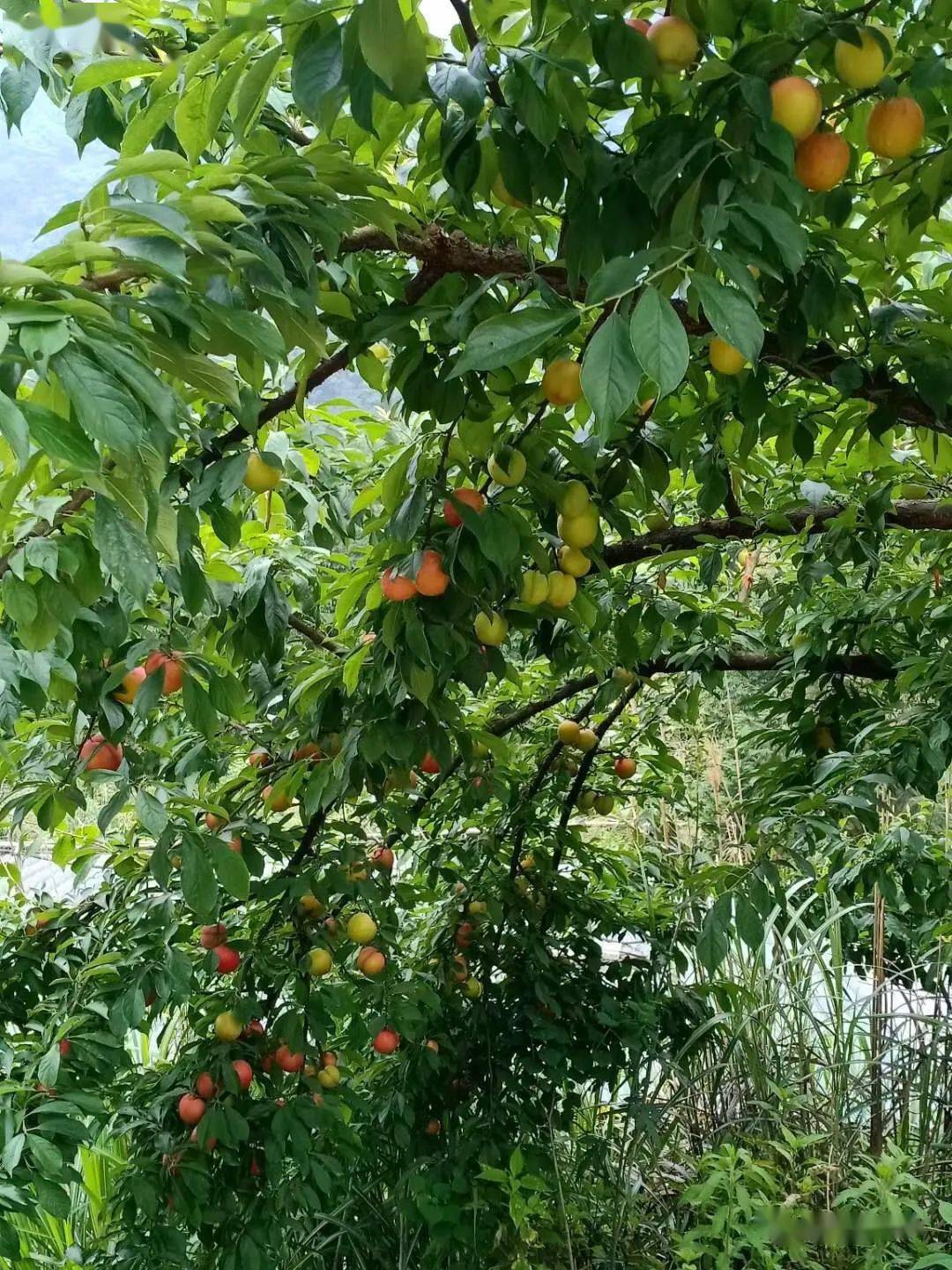 散发着果香一颗颗诱人的李子压弯了枝头李子山果园的李子陆续成熟近日