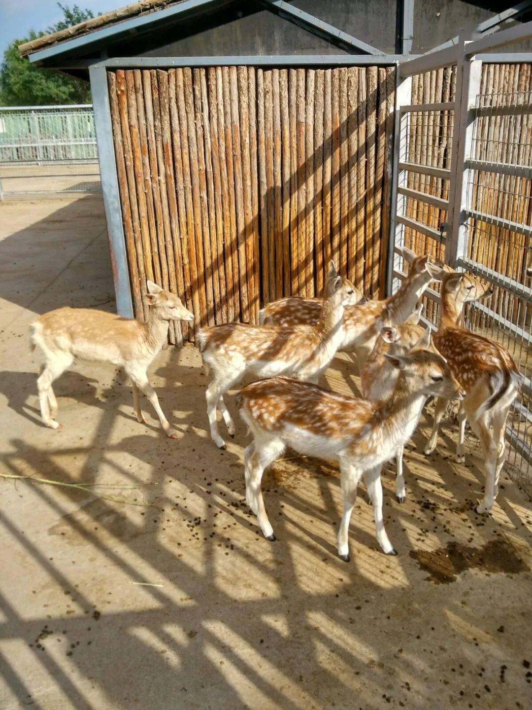 包头旅游一定要去的地方你打卡了吗包头世界鹿园