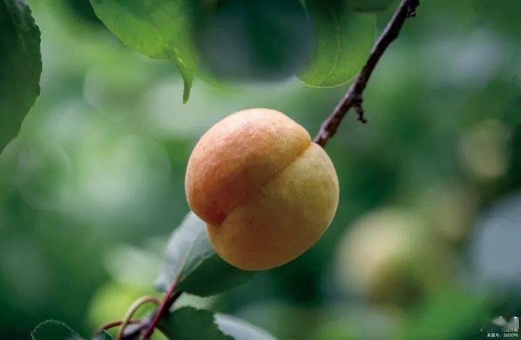 初夏五月洛阳杏儿黄