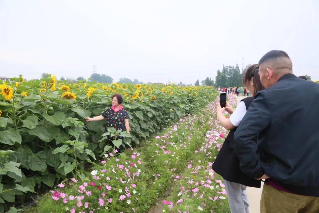 赏美景超美广汉第一波向日葵花田上线就在高坪镇园龙村