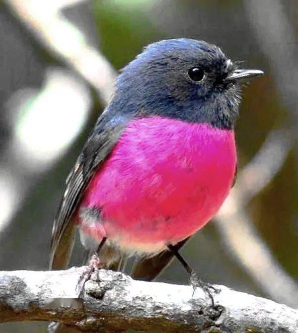 胖嘟嘟的小鸟太萌了