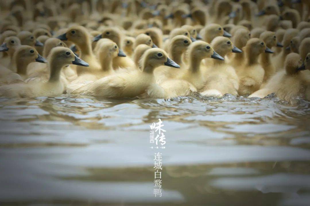 真香戏里戏外跟连城项氏兄弟一起来碗白鹜鸭汤