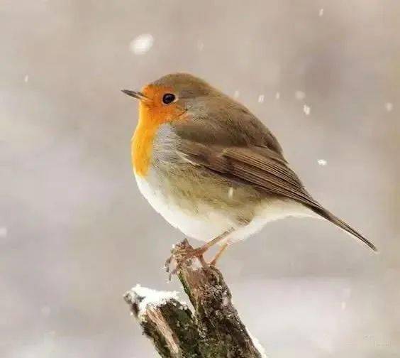 胖嘟嘟的小鸟太萌了