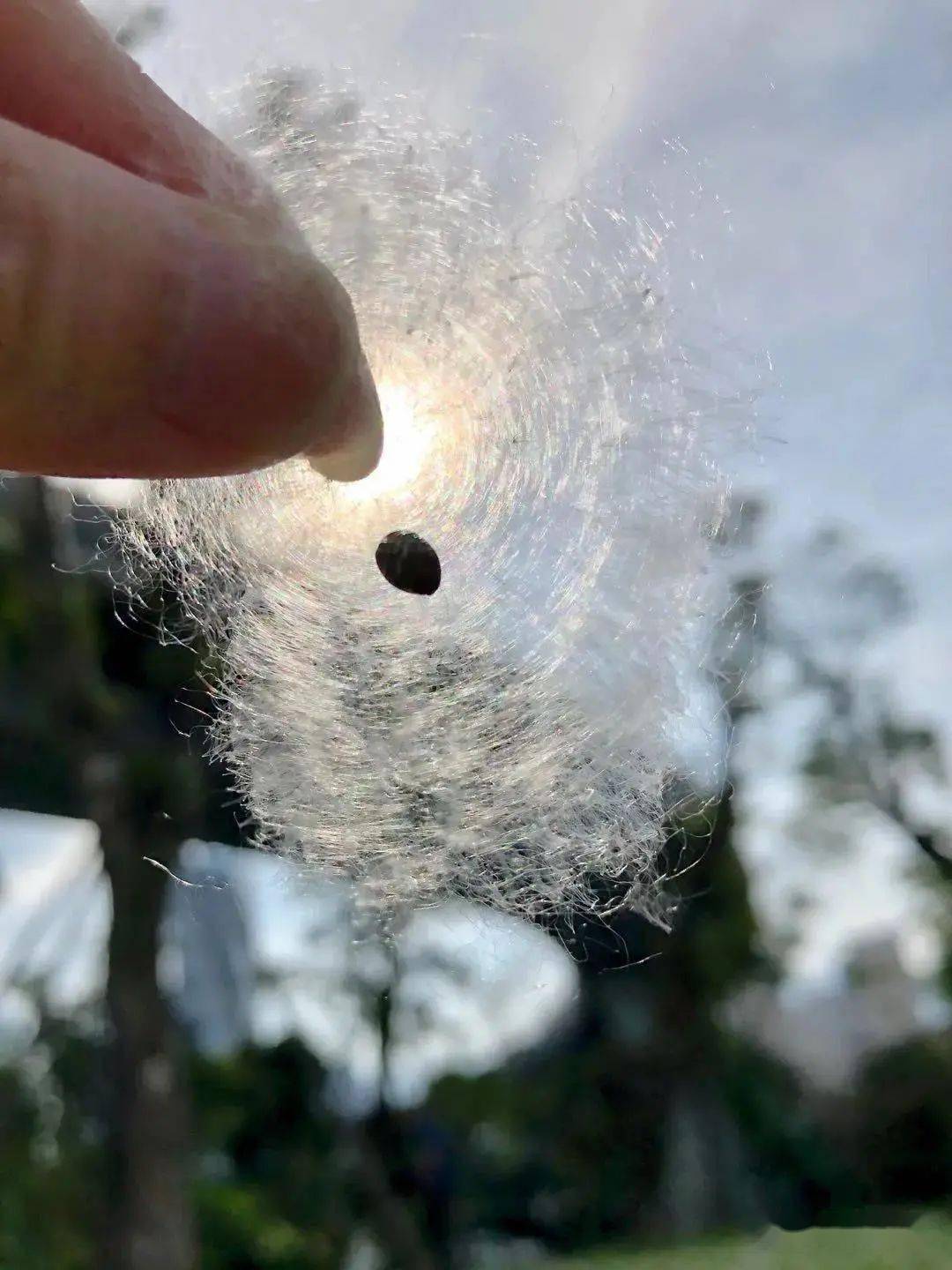 福州竟然"下雪"了!这些人却高兴不起来