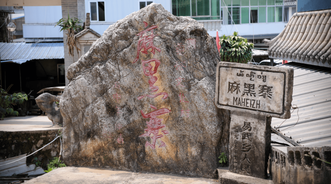 专家深度论百山④丨易武绿芽茶的极致代表——麻黑古树茶