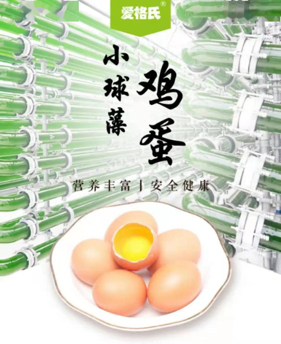 小球藻鸡蛋 | 营养好鸡蛋!