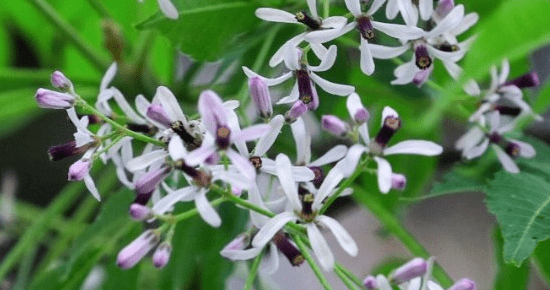 小雨轻风落楝花 花香