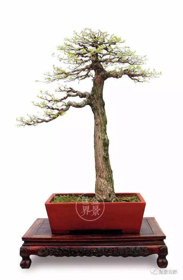 贺锡斌作品《云海双龙》(40×50cm)胡颓子盆景既可放置在全日照环境中