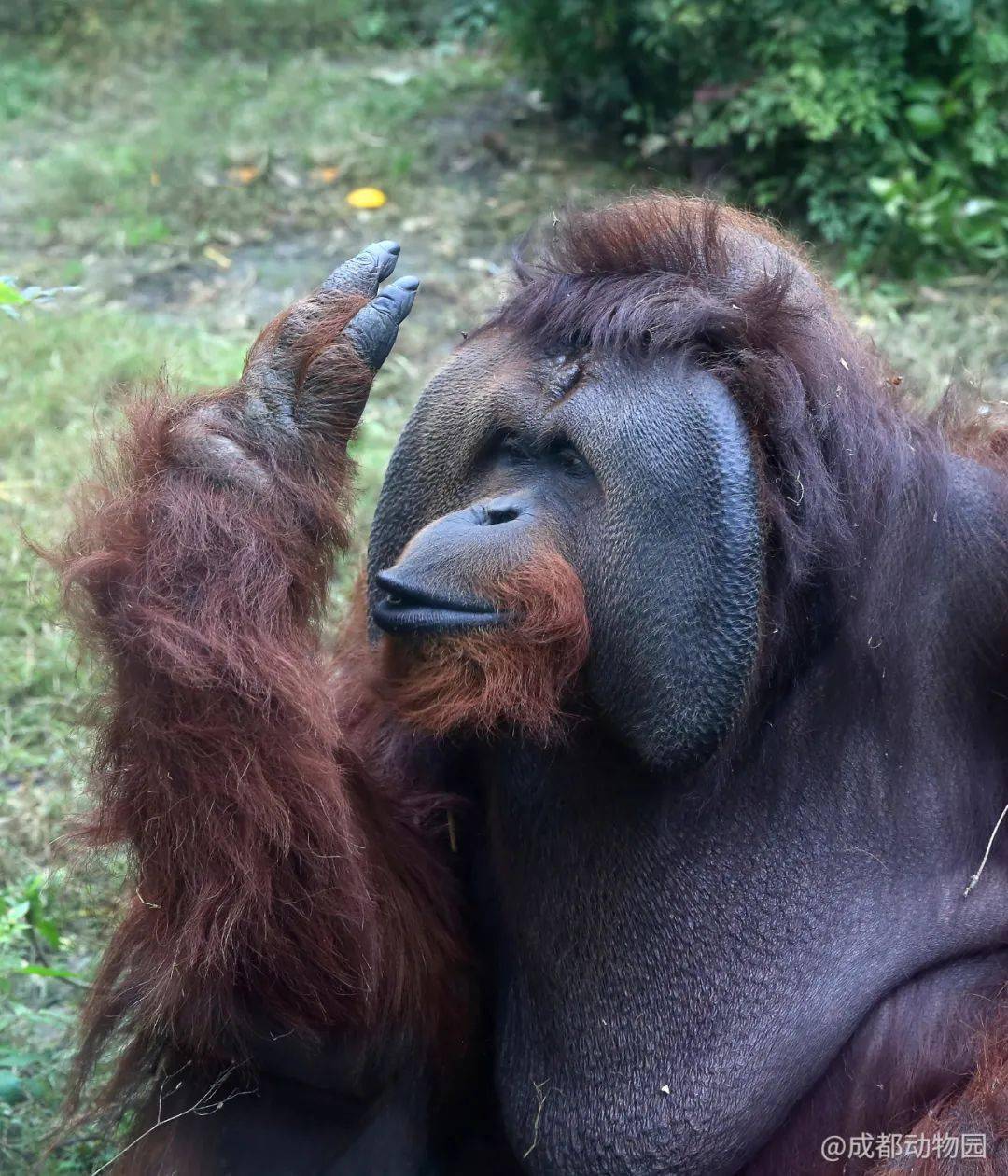 友誼使者紅猩猩播誼來成都動物園啦