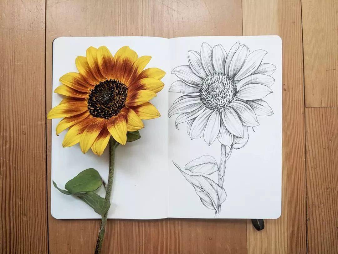 这组花卉素描真美