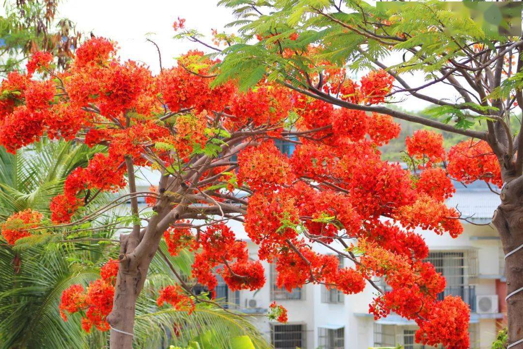 大街小巷凤凰花,又名红花楹,火树,苏木科落叶大乔木,属于热带观赏花树