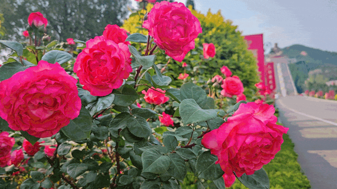 五彩的月季或安静,或热烈,或低调,或璀璨,当微热的阳光洒下,花朵间