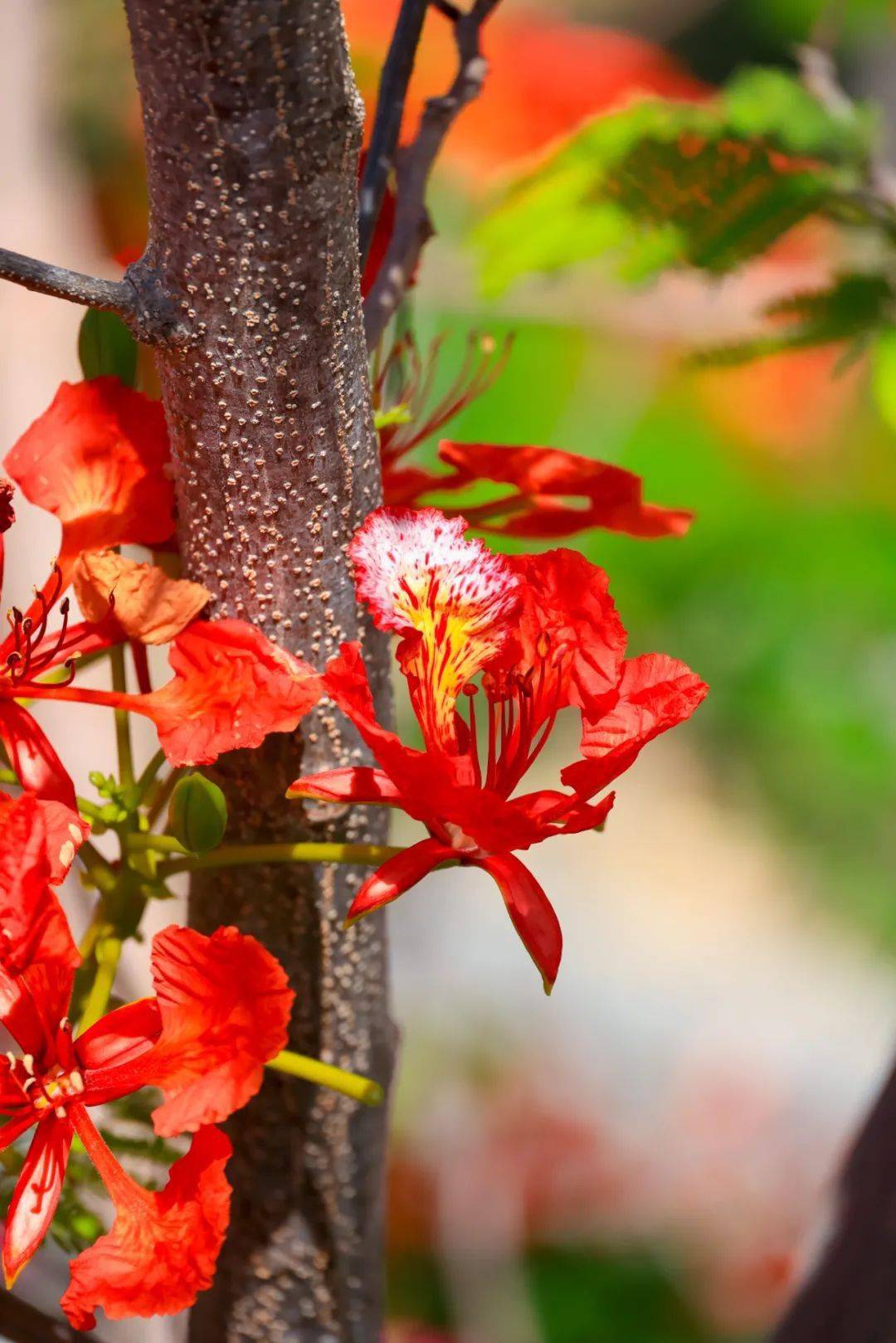 赶紧叫上你的小伙伴一起踏上赏花之旅吧三亚凤凰花赏花点不完全名单:1