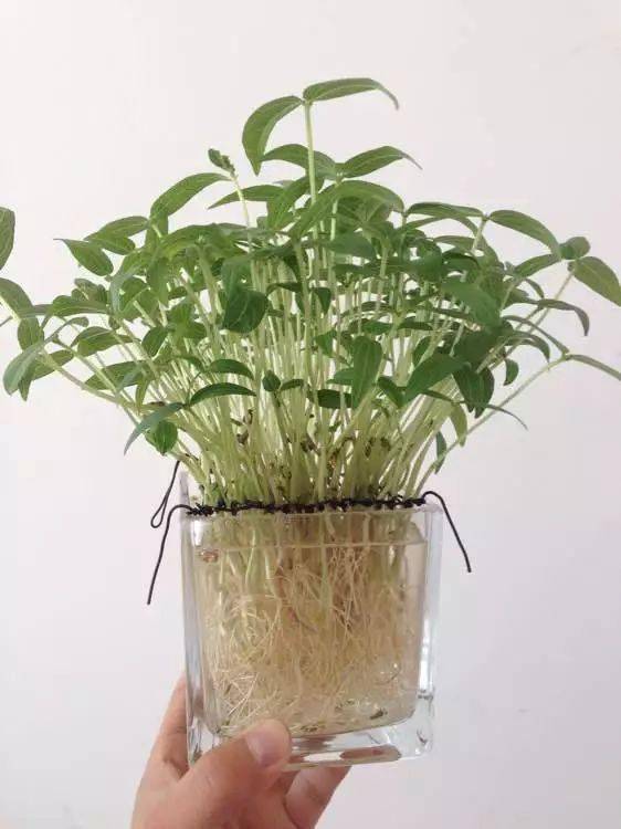 玻璃瓶里撒把绿豆,长出盆小森林!