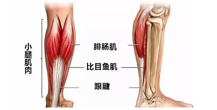 瘋狂的小腿神經切除術