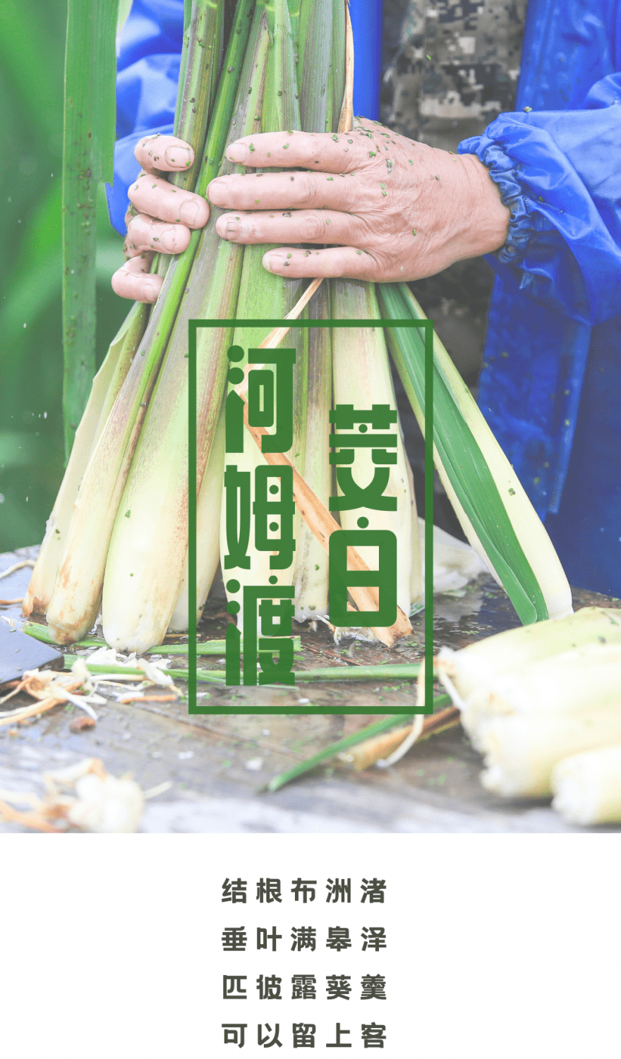 这个季节余姚家家户户的餐桌上都有的东西,居然是这样的?_茭白