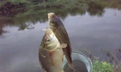 ce66d5ff4af5427db8a8b31f5f1fc63b.jpeg