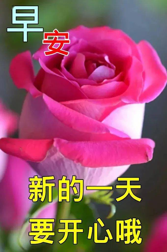 8張早上好動畫圖片鮮花帶字帶祝福語早安問候祝福鮮花圖片帶字溫馨