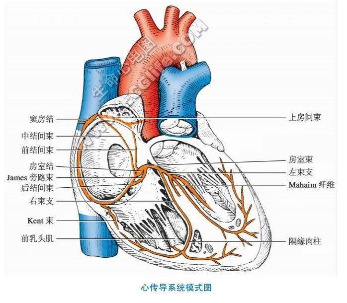 最全面的心脏传导系统讲解