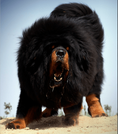 藏獒智商排名_狗狗智商排名(2)