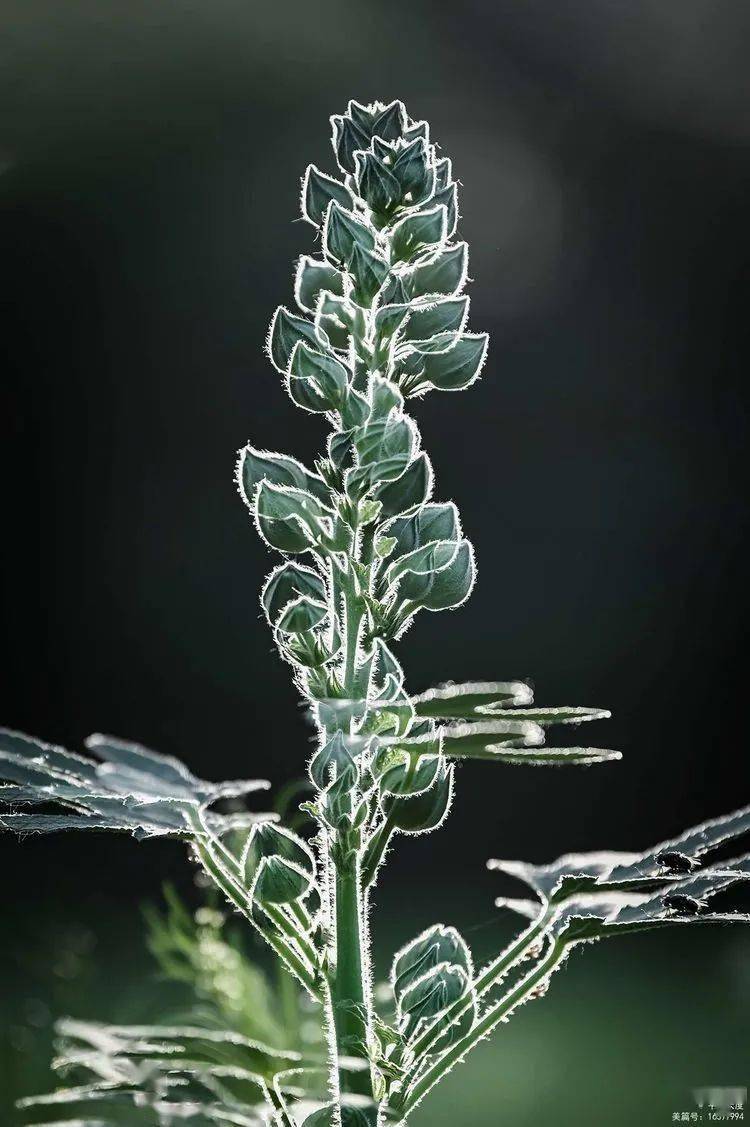 隋唐城遗址植物园拍花光影学习