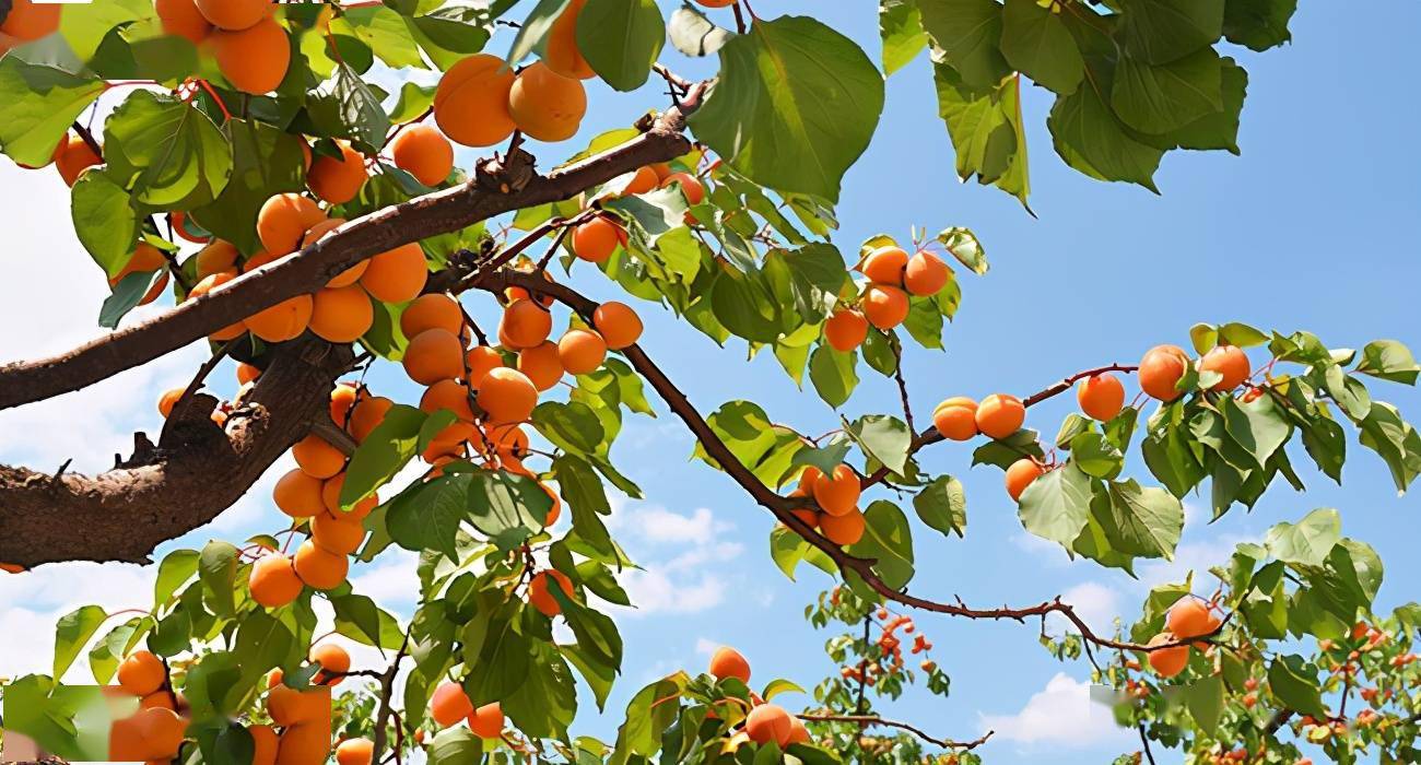 乡土散文又是一年杏儿黄