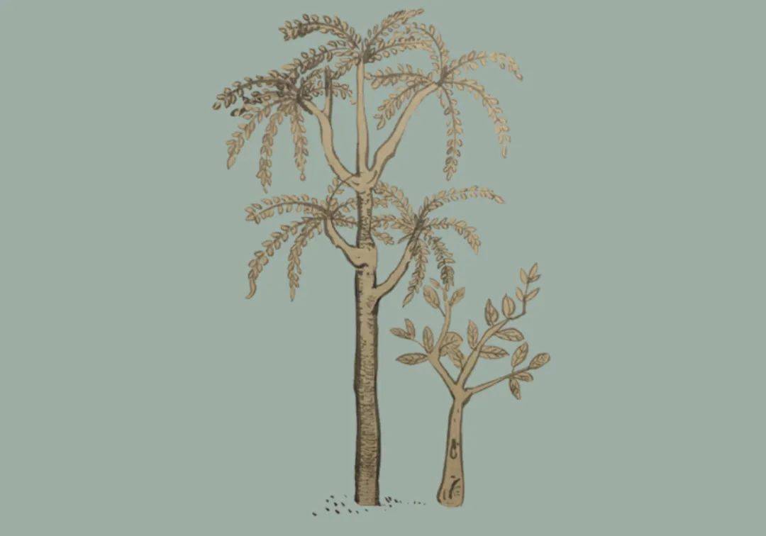 这些古老的山海经植物带你了解中药文化