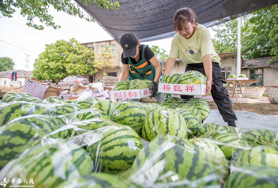 安徽肥东:西瓜丰收 产业富民