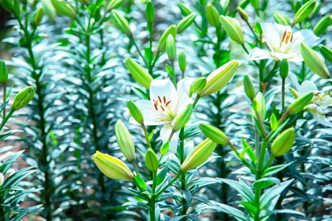 色彩纷呈观音殿种植了3000多平米的百合观音殿里大片的百合花正悄然