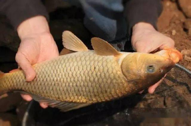 野生大鯉魚 半水調高目釣底目