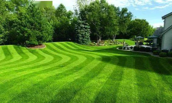 园林绿化小知识之五草坪的养护管理