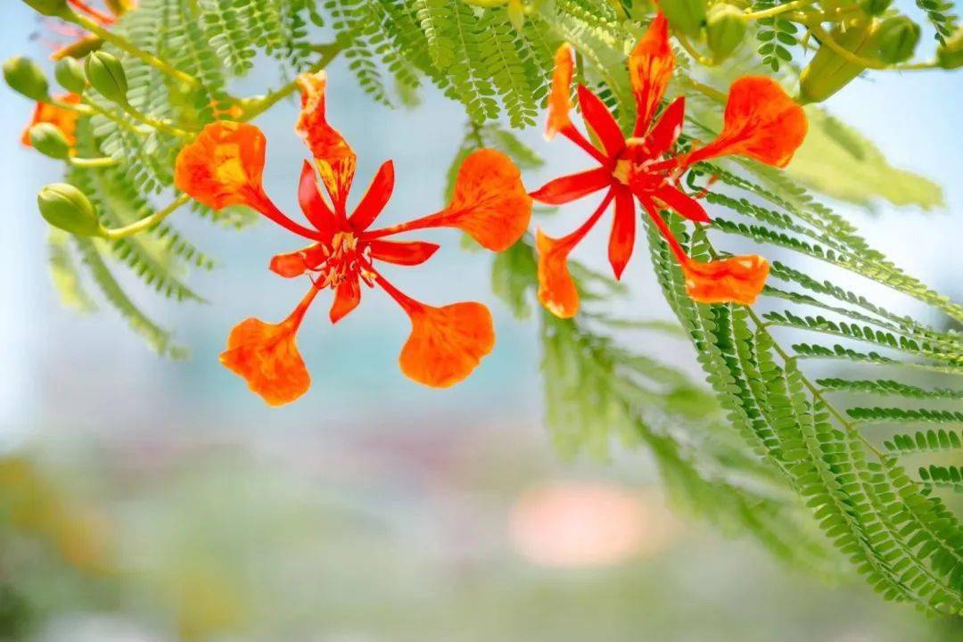 凤凰花开的厦大