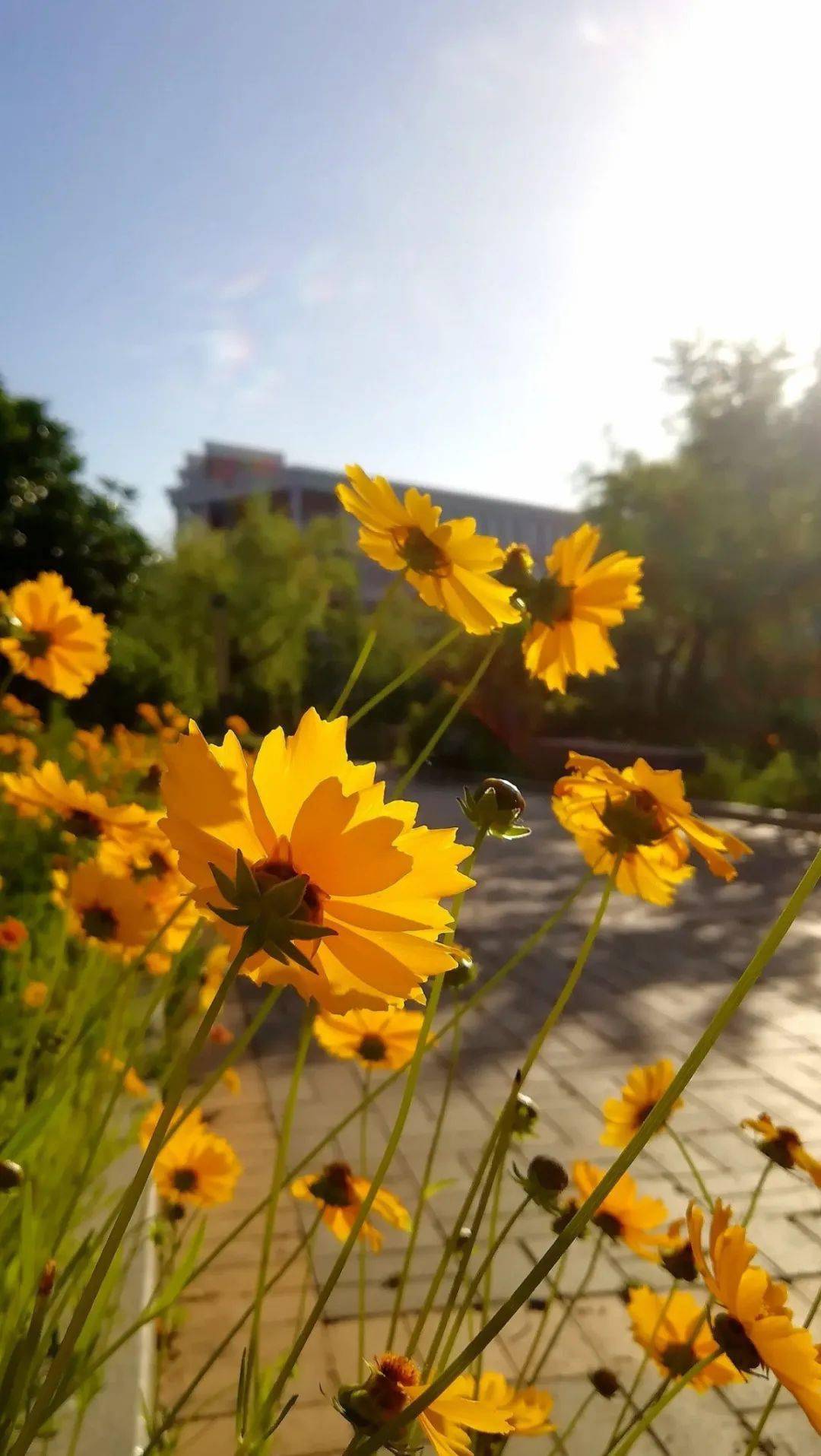 校园美景共赴一场春天的约