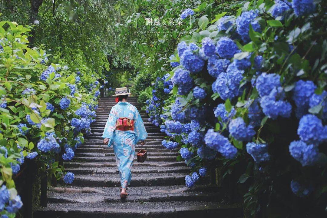 镰仓 属于夏天的浪漫 无尽夏开好了 紫阳花