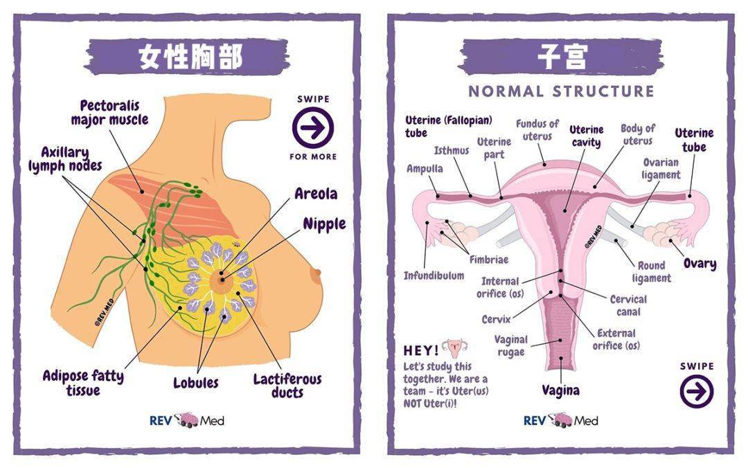 比如 hpv ,之前给大噶科普过(学名叫「人乳头瘤病毒」),是个有100多个