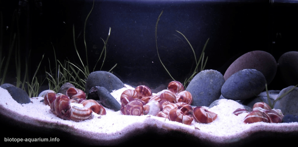 坦湖里有啥水草 Vallisneria苦草属 坦湖里的水兰 造景