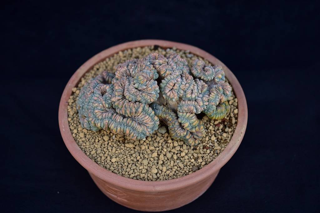 花博会上这些奇奇怪怪又可可爱爱的多肉是什么专家揭秘濒危独苗的传奇