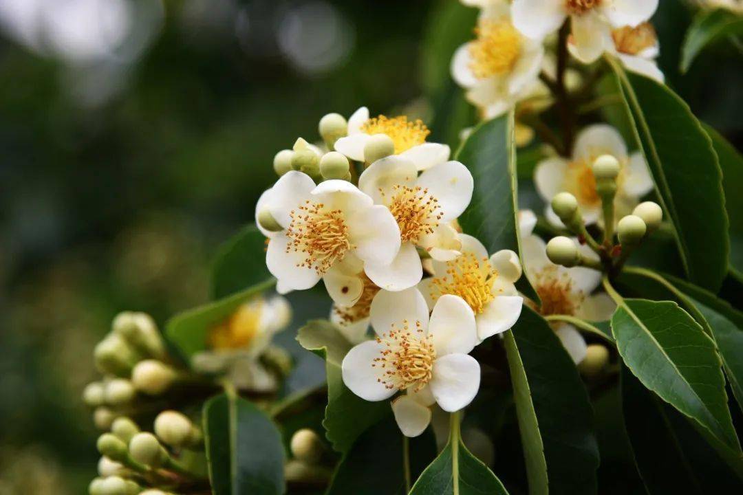 盛夏光影里 木荷花开 自然保护区